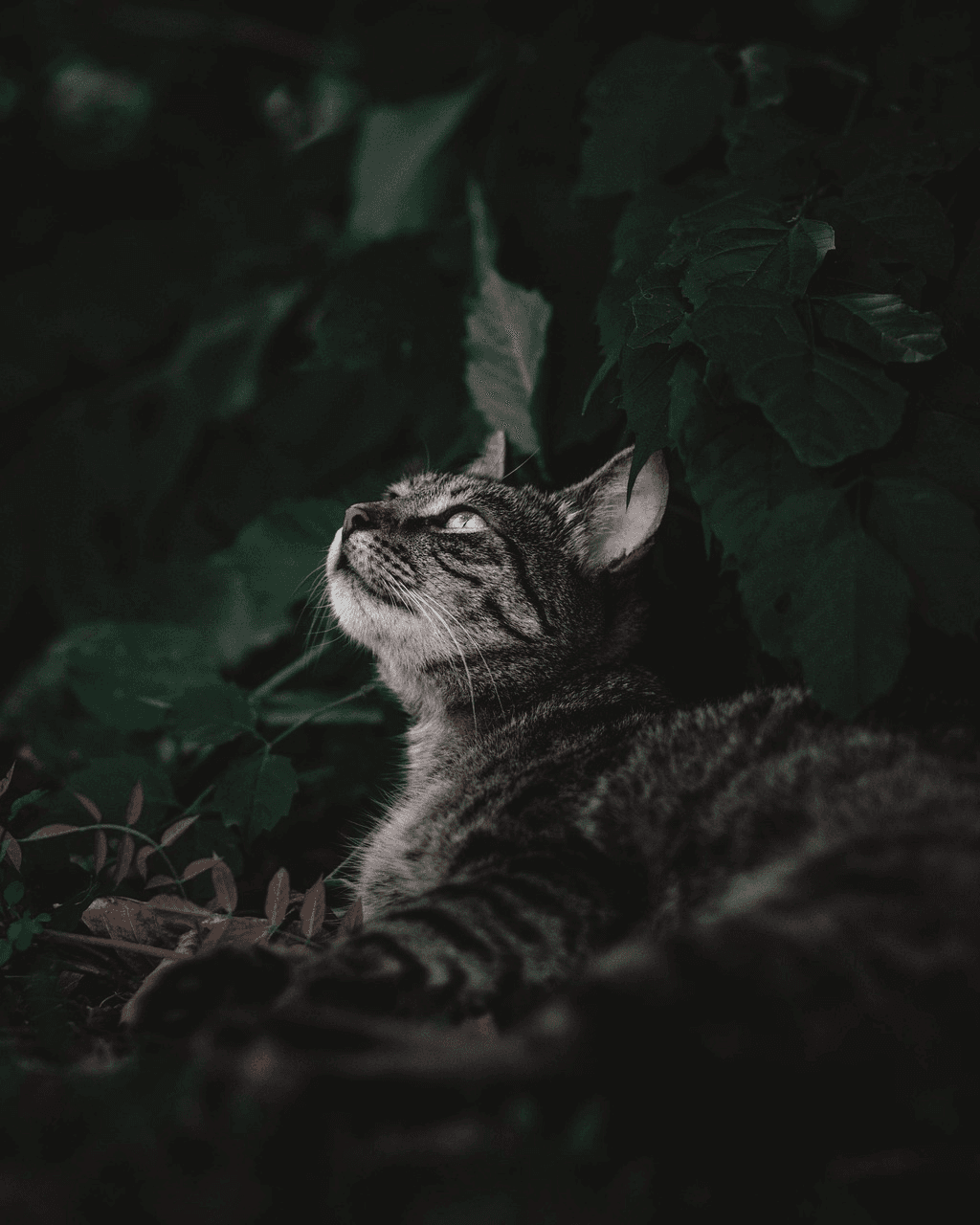オリジナル -猫は飼い主の腕に抱かれています